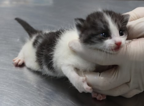 보호중 한국 고양이…