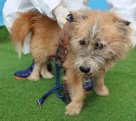 제주 동물보호센터_450650202502975