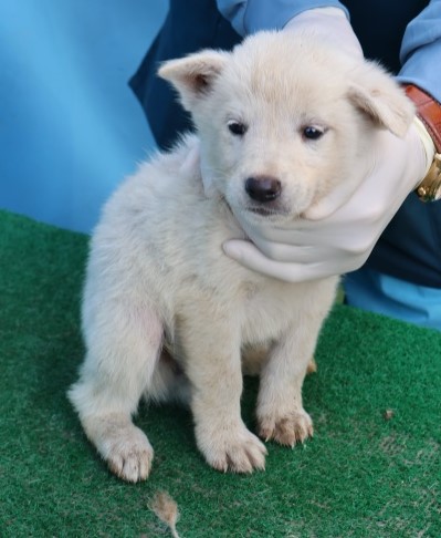 제주 동물보호센터_450650202502978