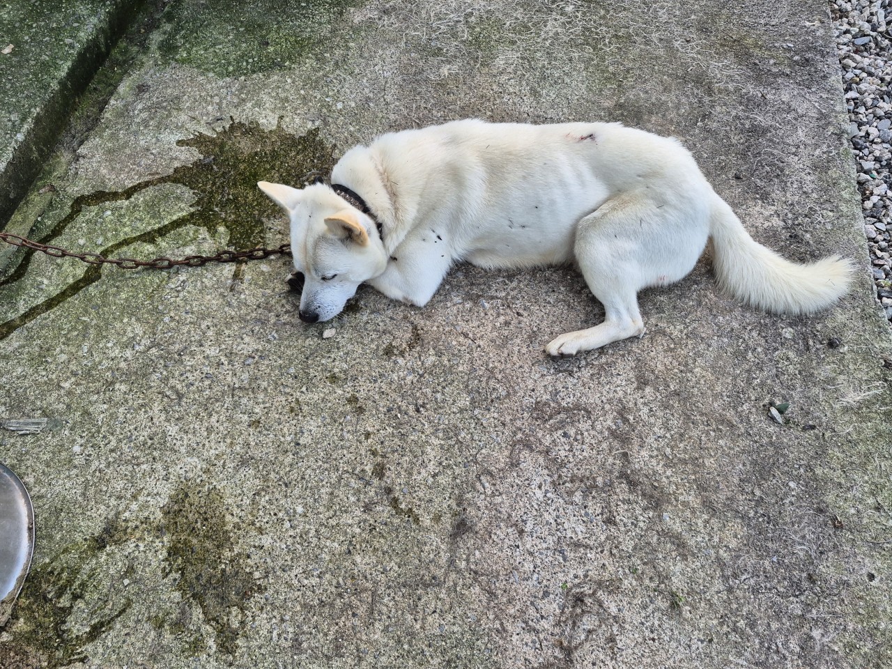 종료(반환) 믹스견…