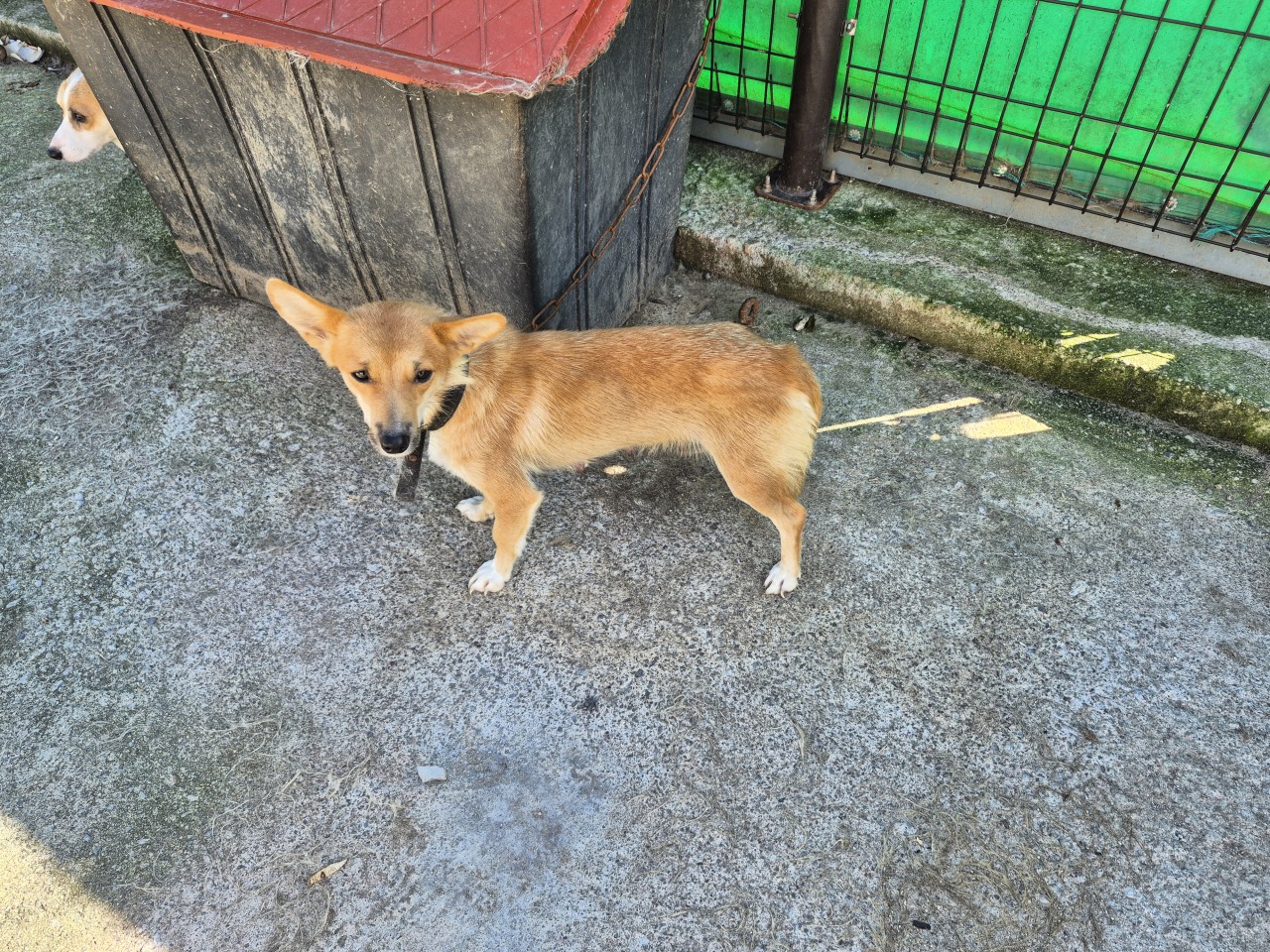 산청동물보호센터_448545202500379