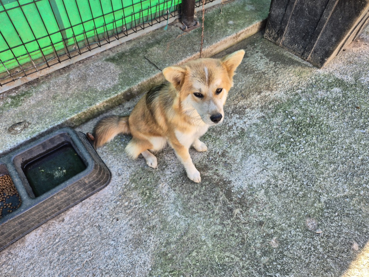 보호중 믹스견의 가…