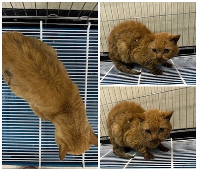 보호중 한국 고양이…