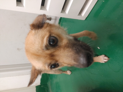 보호중 믹스견의 가…