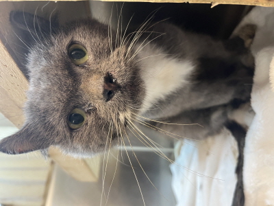 보호중 믹스묘의 가…