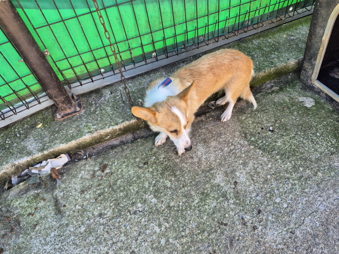 보호중 믹스견의 가…