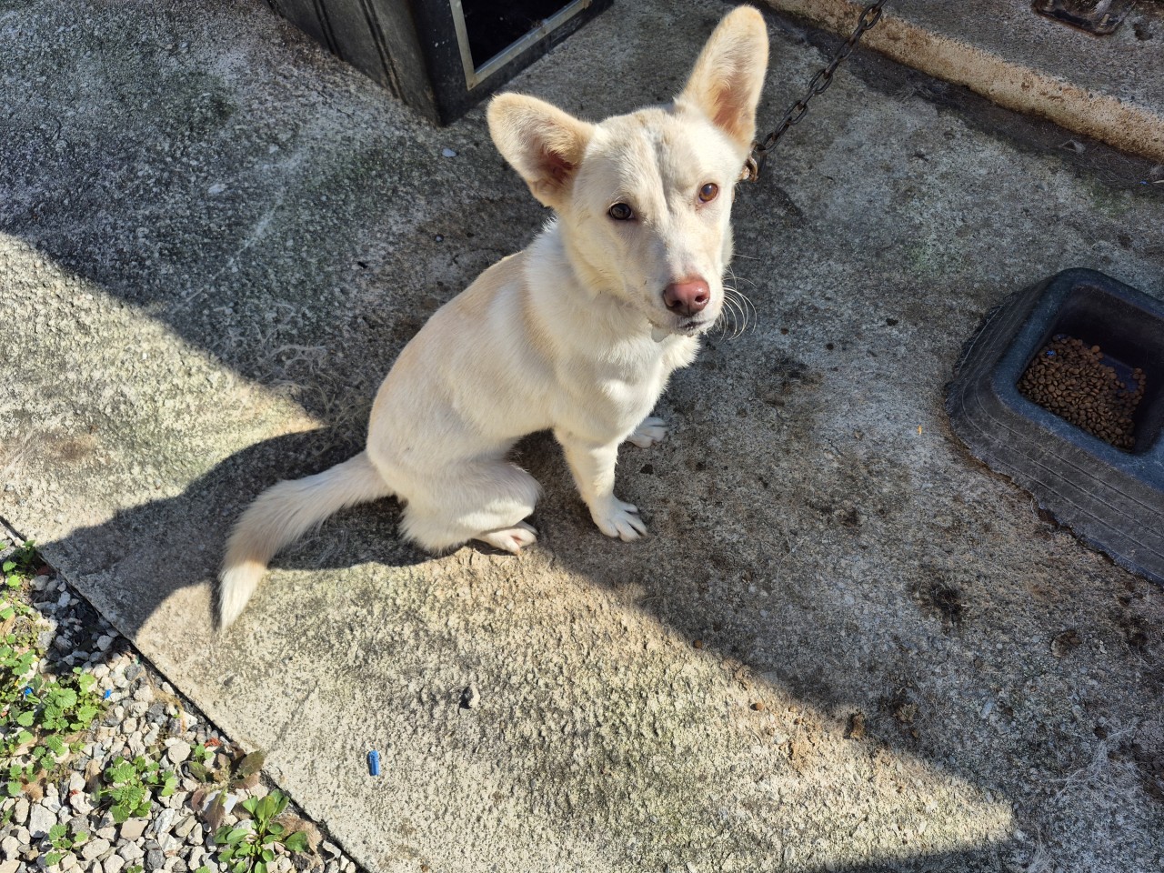 산청동물보호센터_448545202500380