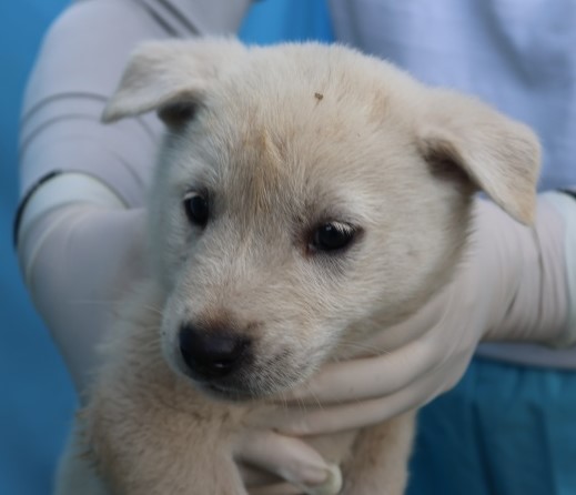 보호중 믹스견의 가…