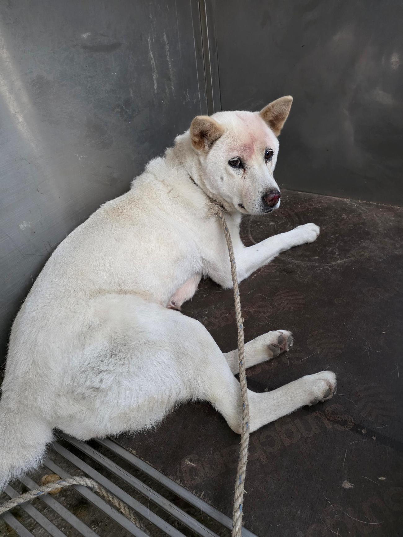 종료(안락사) 믹스…