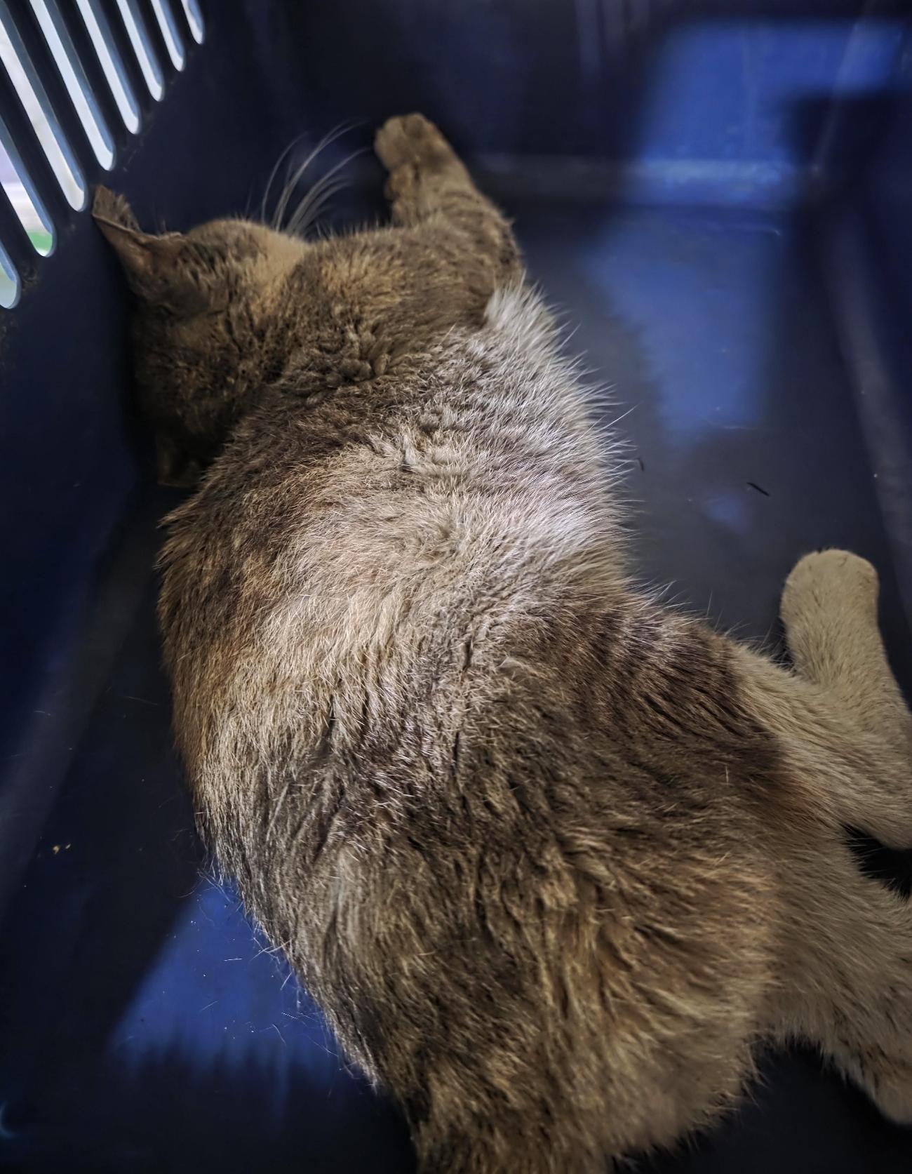 대구유기동물보호협회_427345202500693