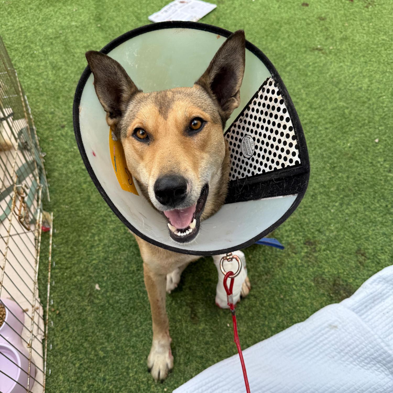 울산유기동물보호센터_431372202500683