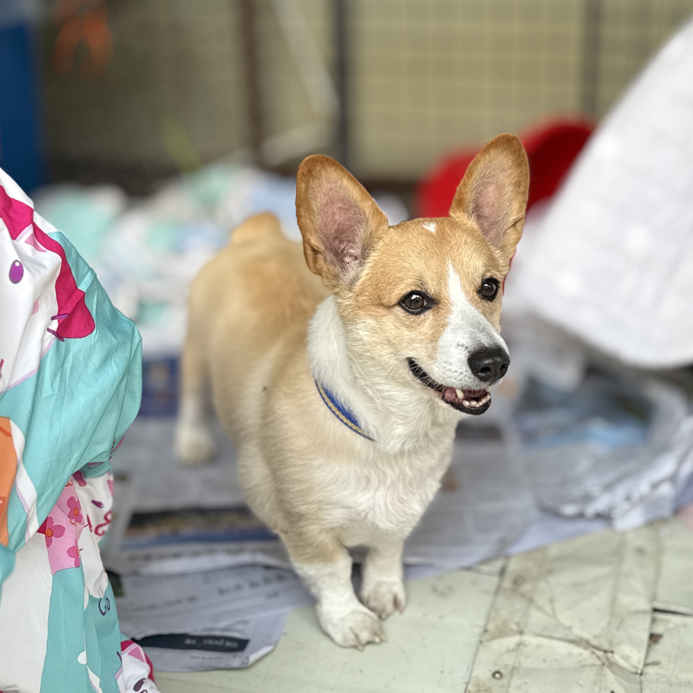 보호중 웰시 코기 …