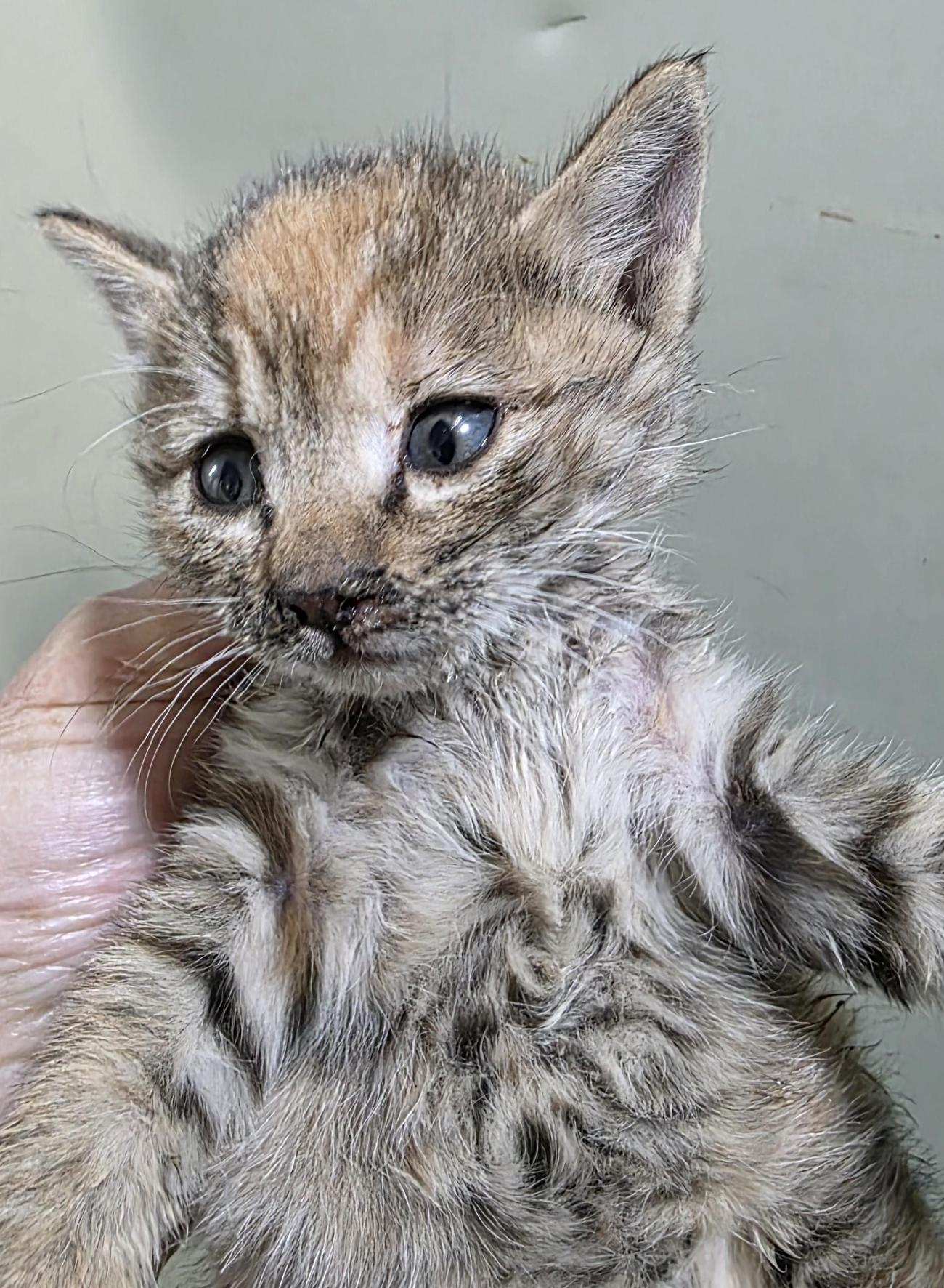 종료(자연사) 한국…