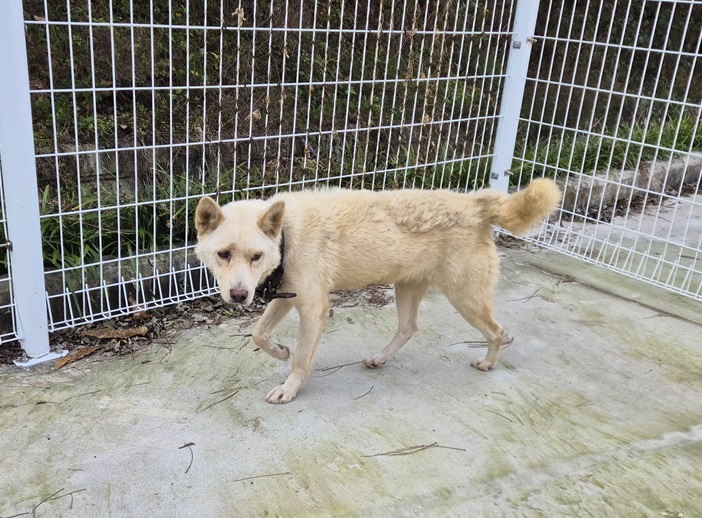 보호중 믹스견의 가…