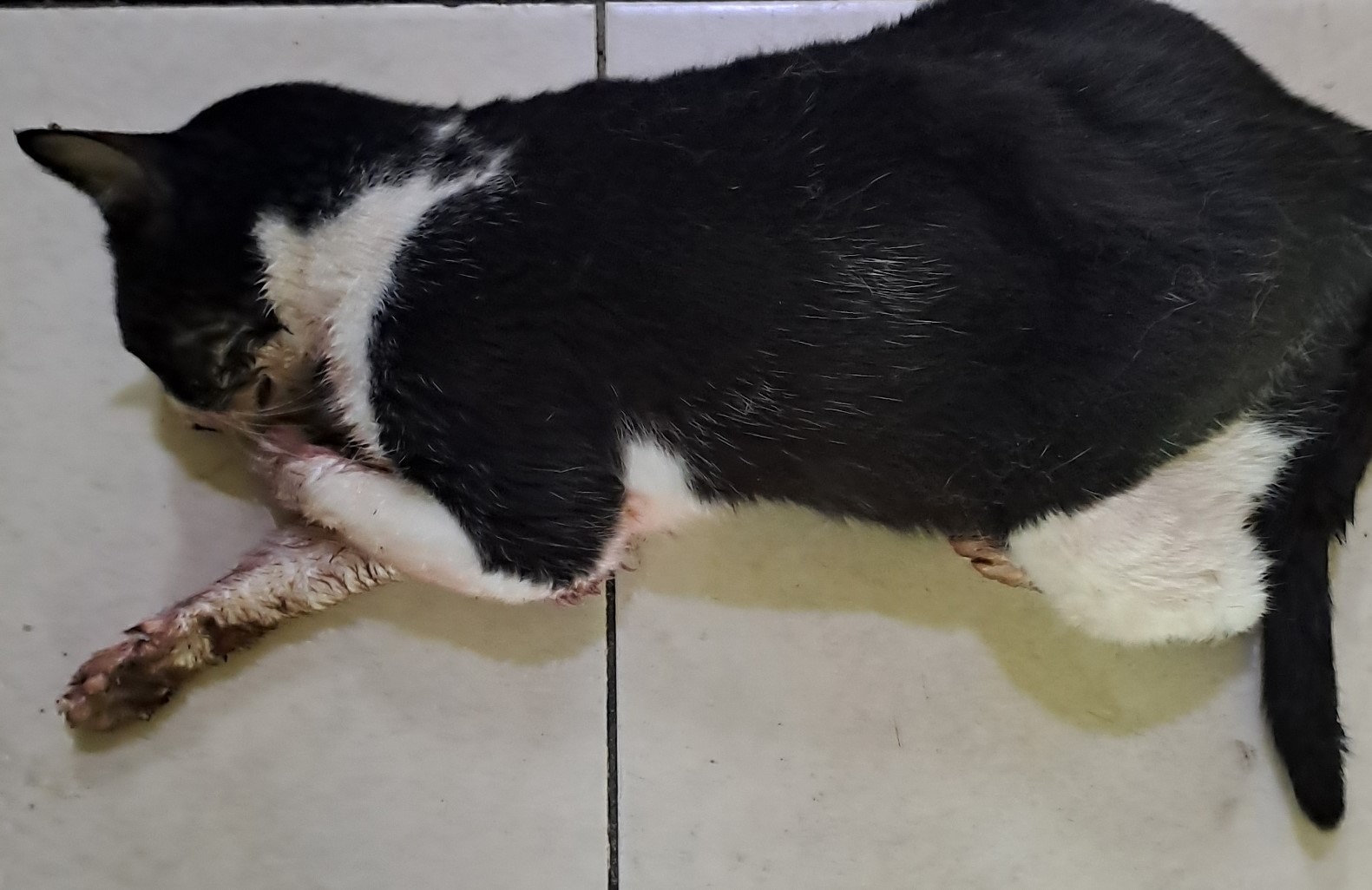 대구유기동물보호협회_427345202500696