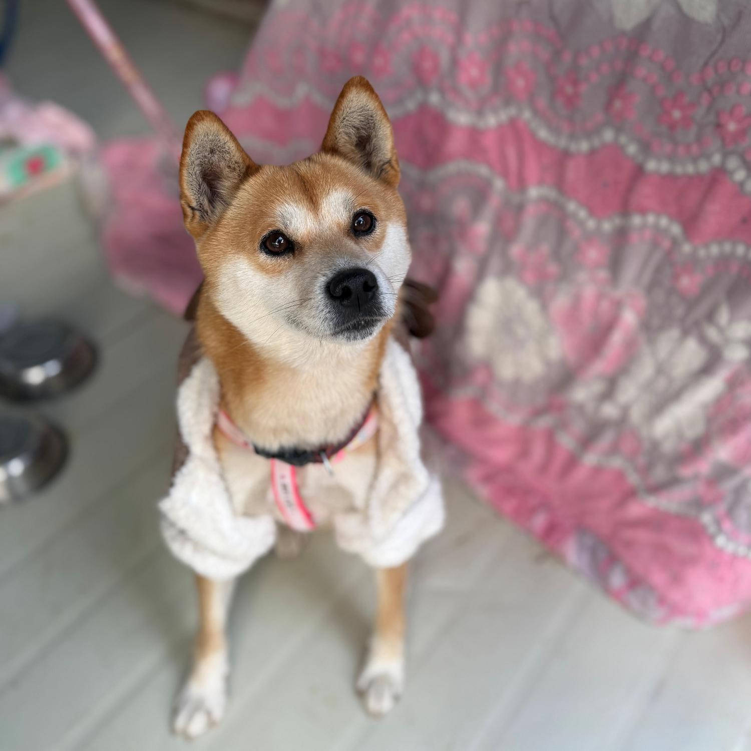 종료(반환) 믹스견…