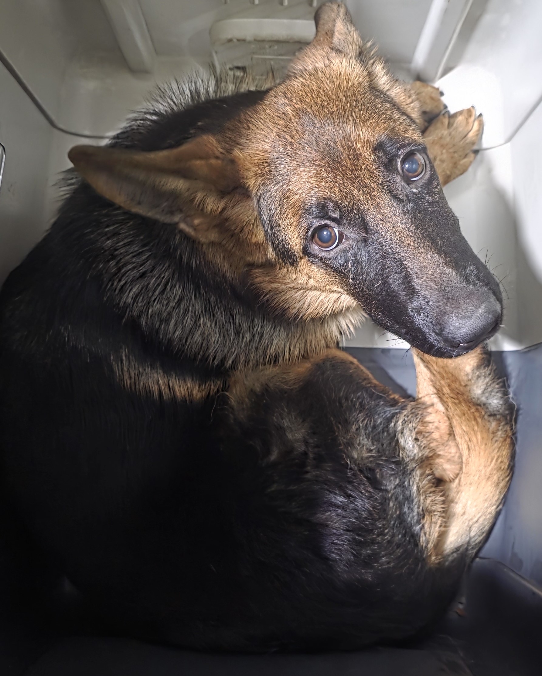 대구유기동물보호협회_427345202500697