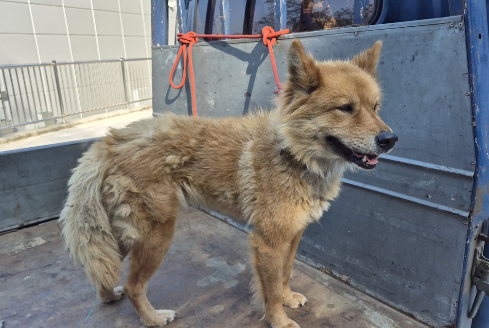 김천시 동물보호센터_447506202500378