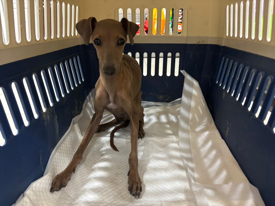 가정동물병원_428356202501567