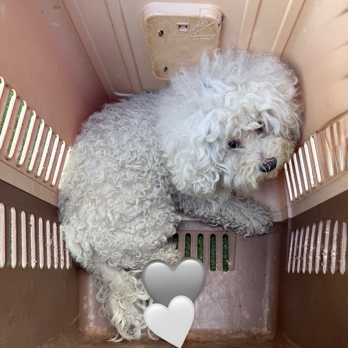 종료(반환) 비숑 …