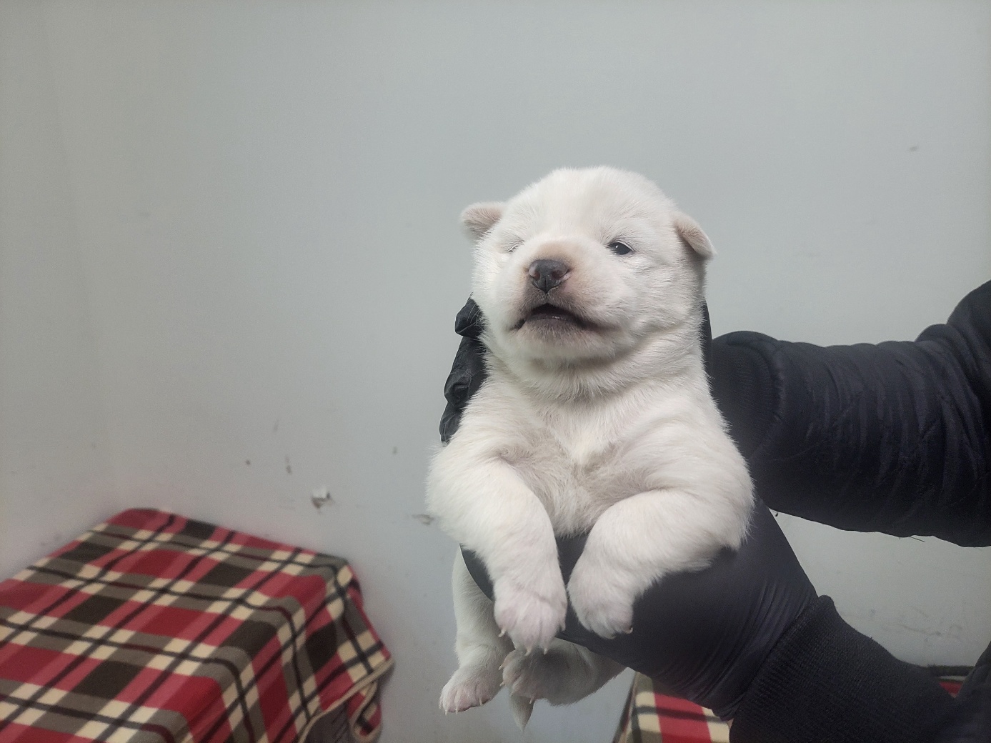 종료(입양) 믹스견…