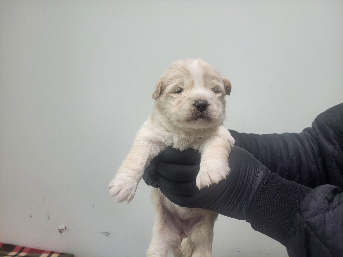 종료(입양) 믹스견…