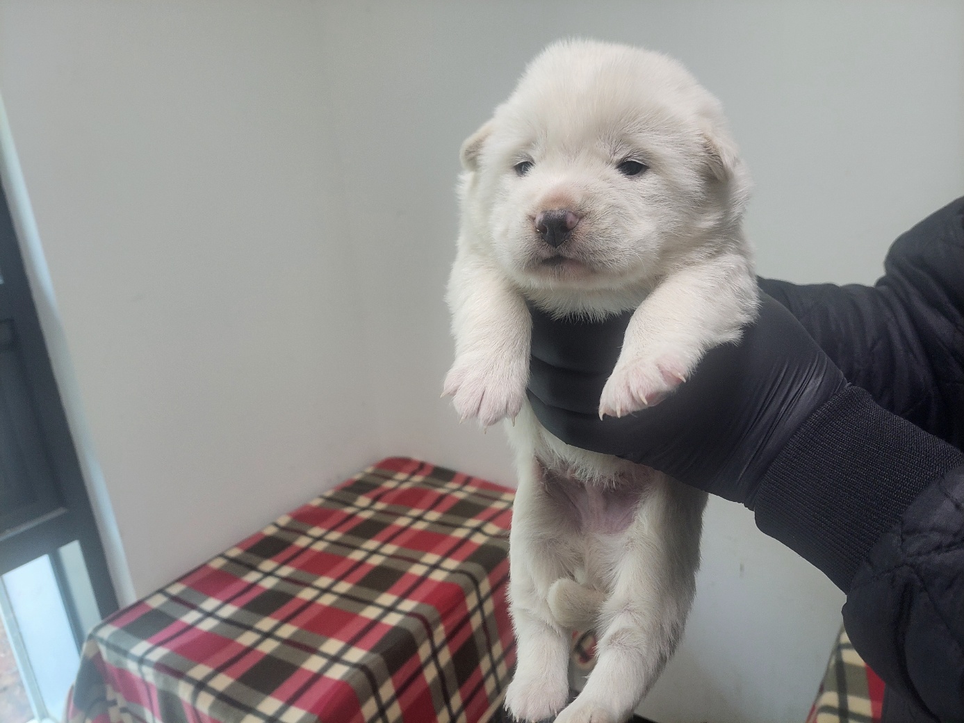 고양시동물보호센터_441394202502404