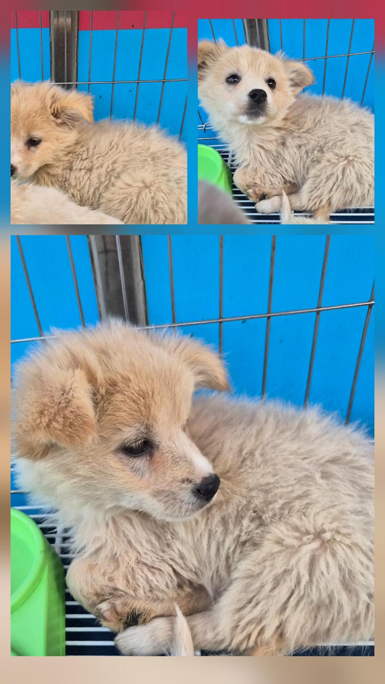 종료(입양) 믹스견…