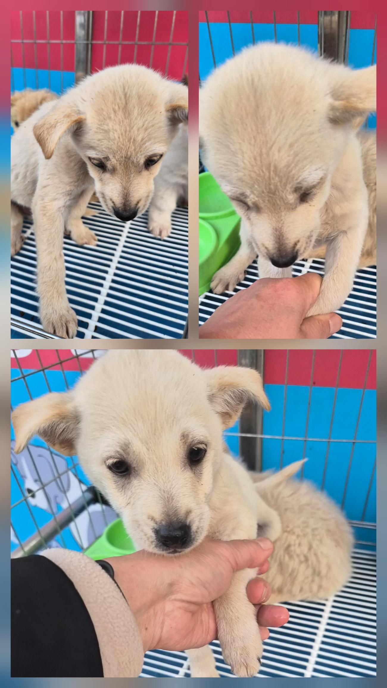 종료(입양) 믹스견…