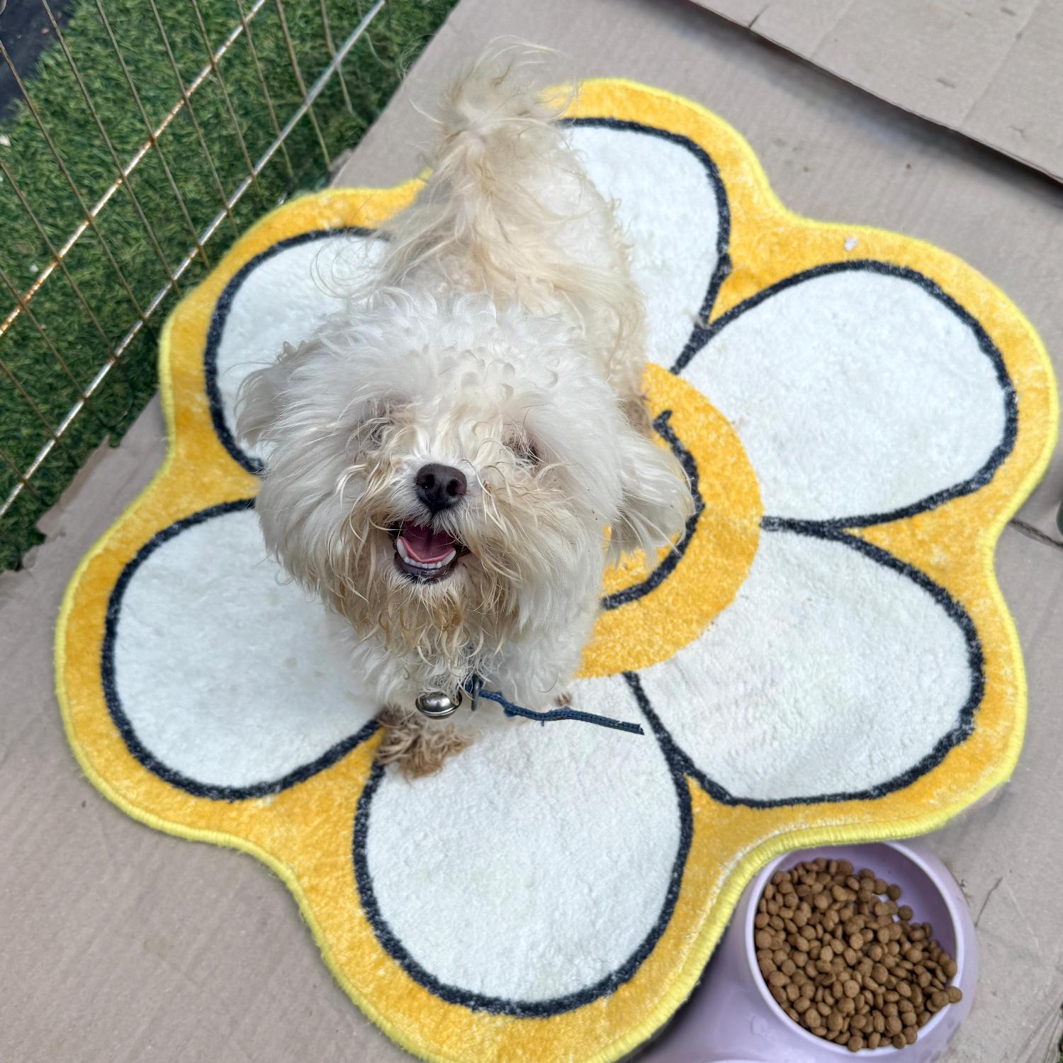 울산유기동물보호센터_431373202501652