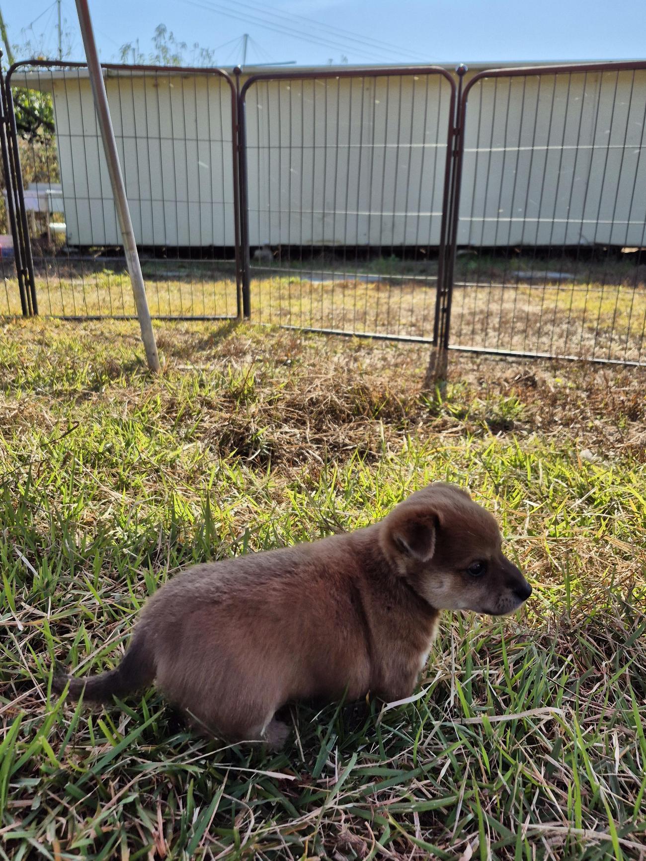 임실유기동물보호센터_445476202500432