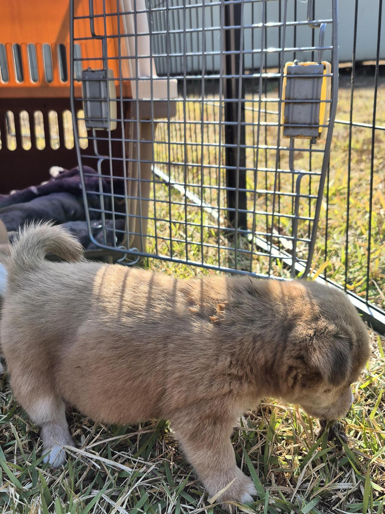 보호중 믹스견의 가…