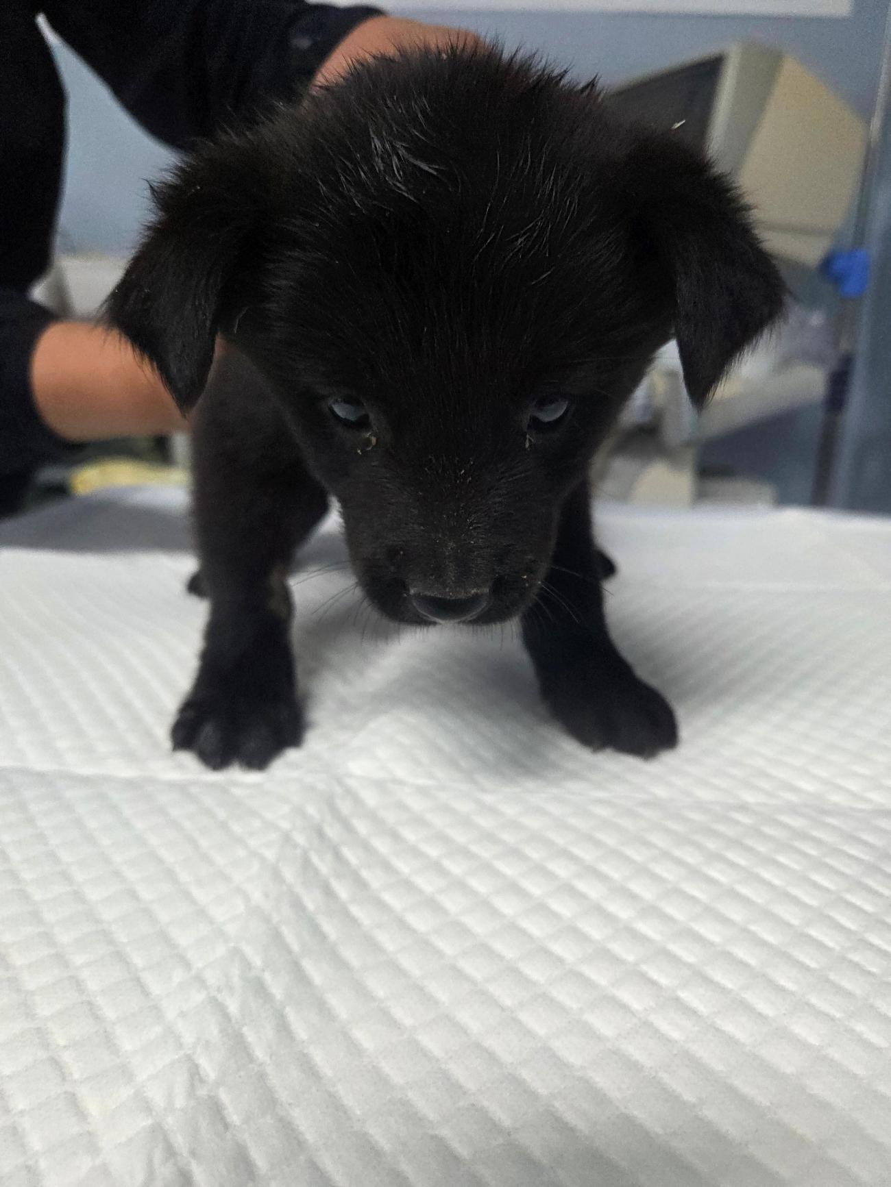 나주유기동물보호센터_446483202501806