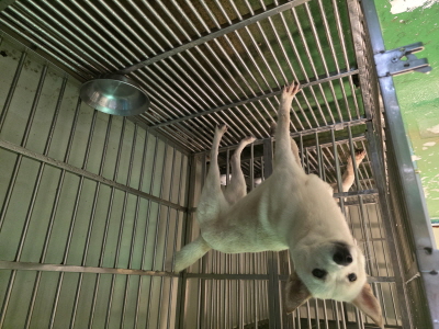 동부동물보호협회_426335202500625