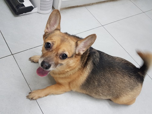 종료(반환) 믹스견…