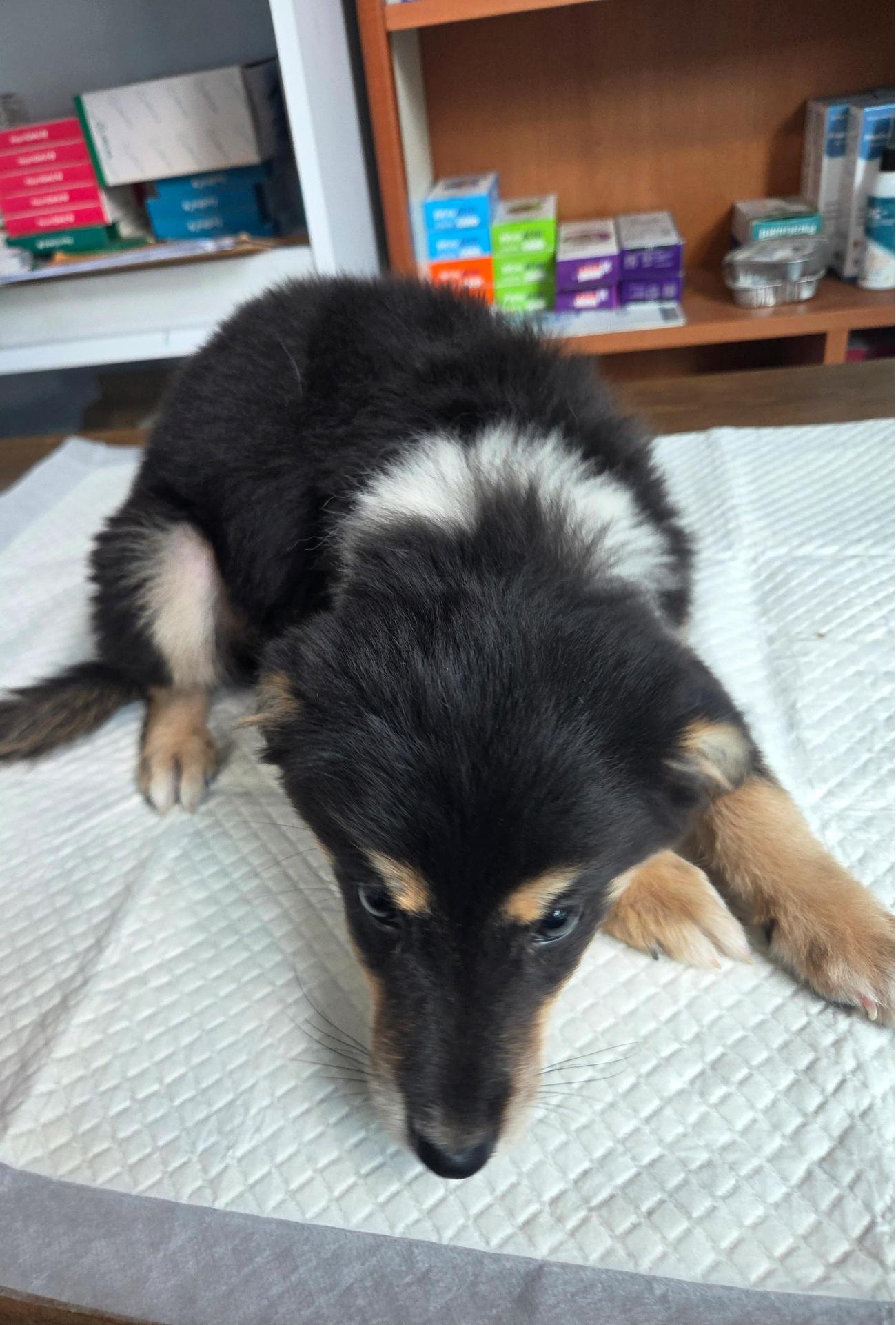 보호중 믹스견의 가…