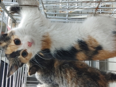 동부동물보호협회_426335202500627