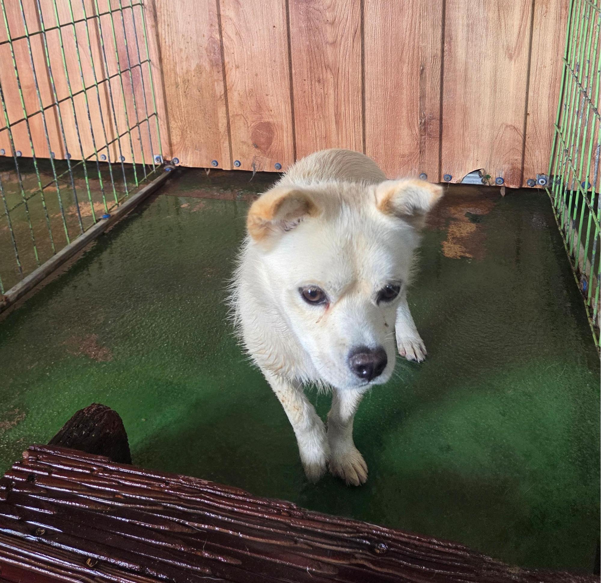 종료(자연사) 믹스…