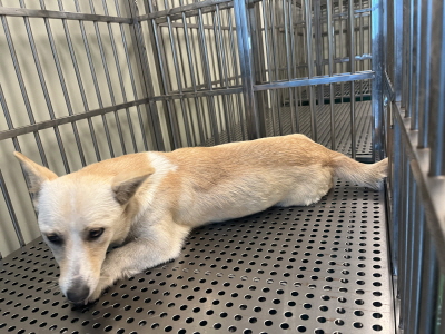 사단법인 동부_426340202500668