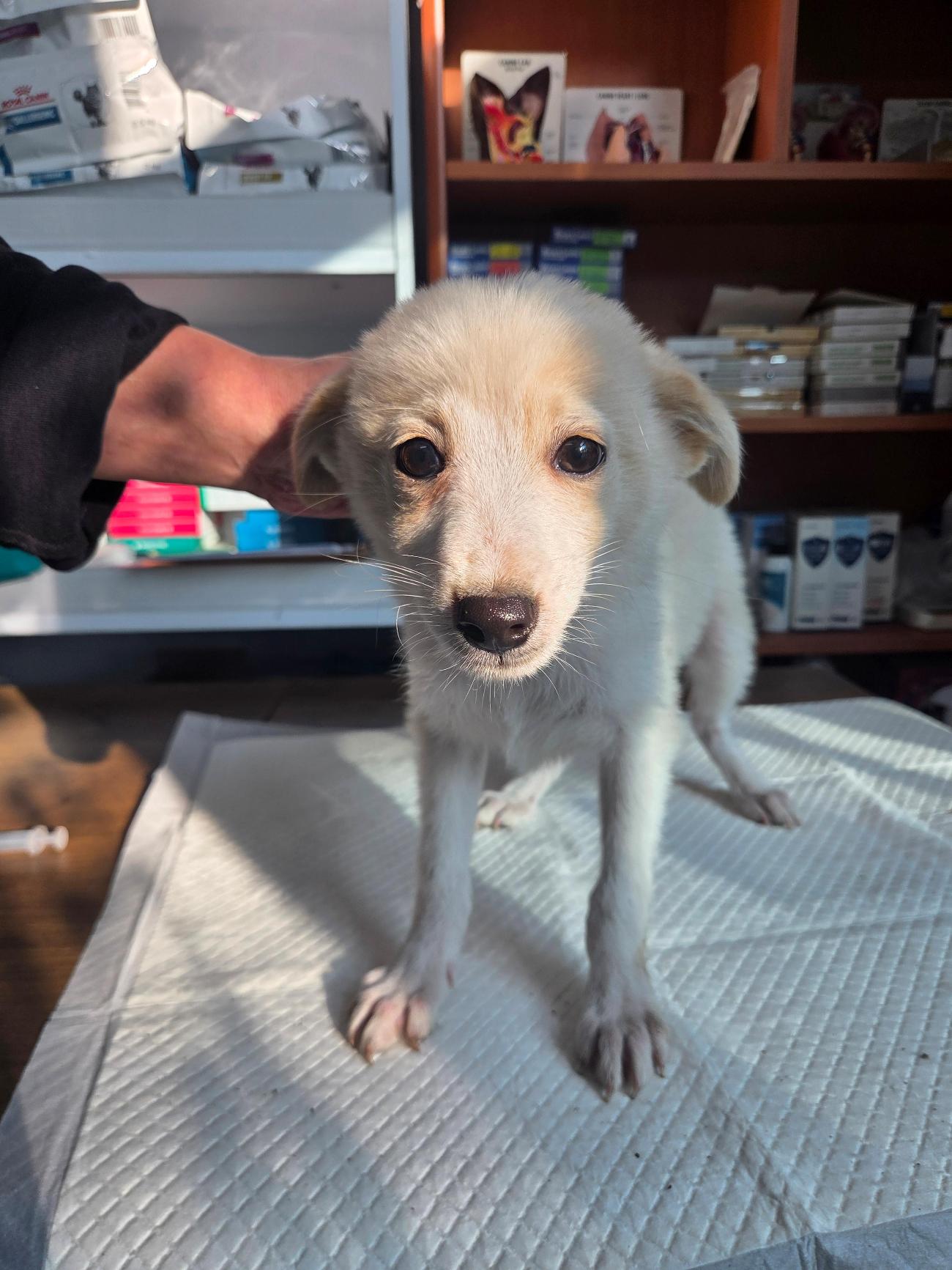 보호중 믹스견의 가…