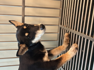 사단법인 동부_426340202500667