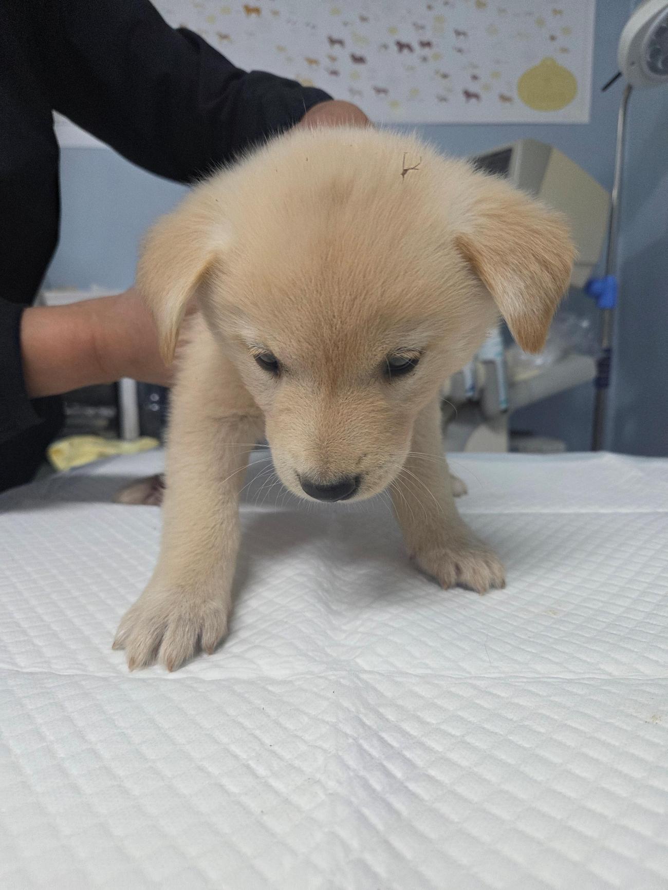 종료(자연사) 믹스…