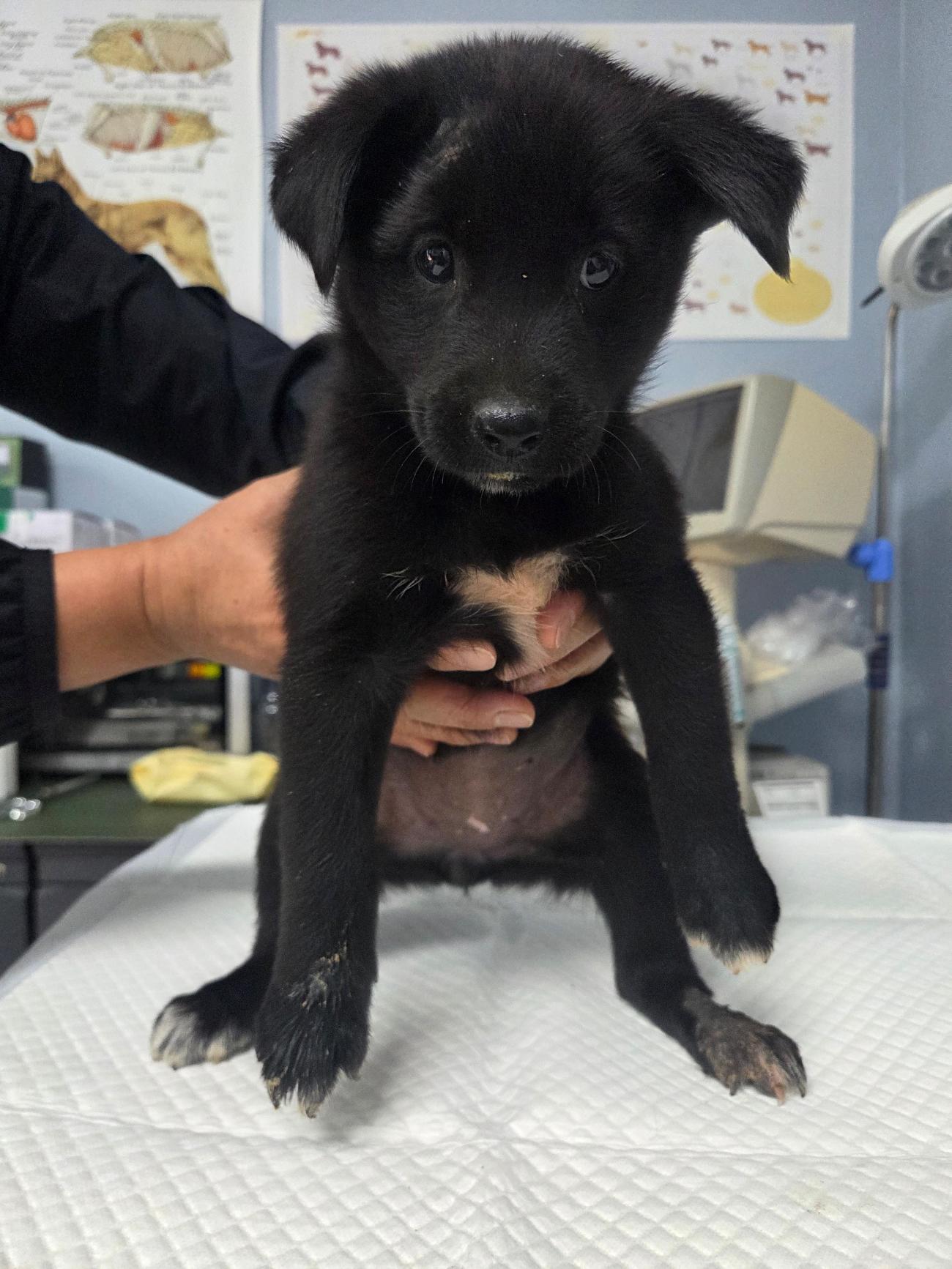 나주유기동물보호센터_446483202501809