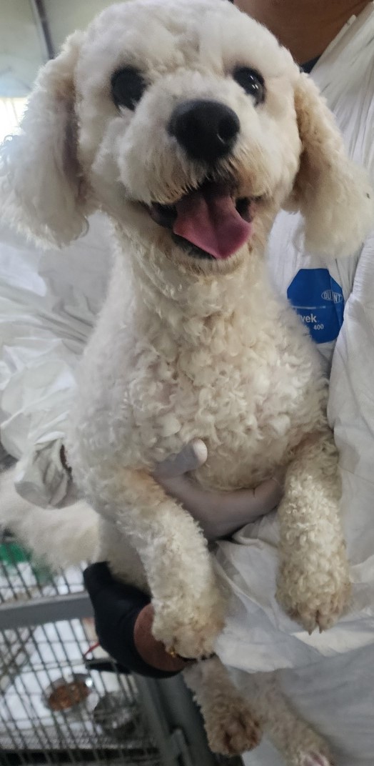 종료(반환) 비숑 …