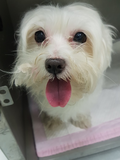 조재진동물병원_428354202501148