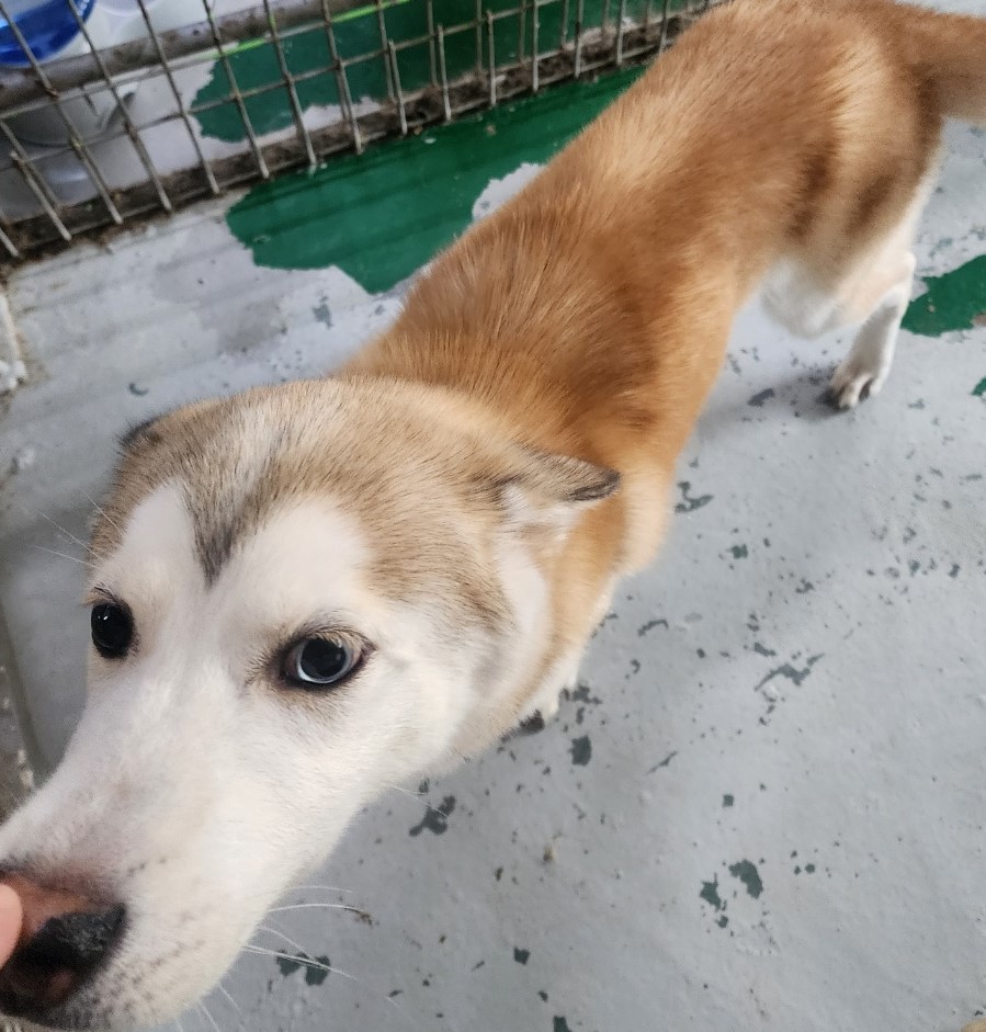 보호중 믹스견의 가…