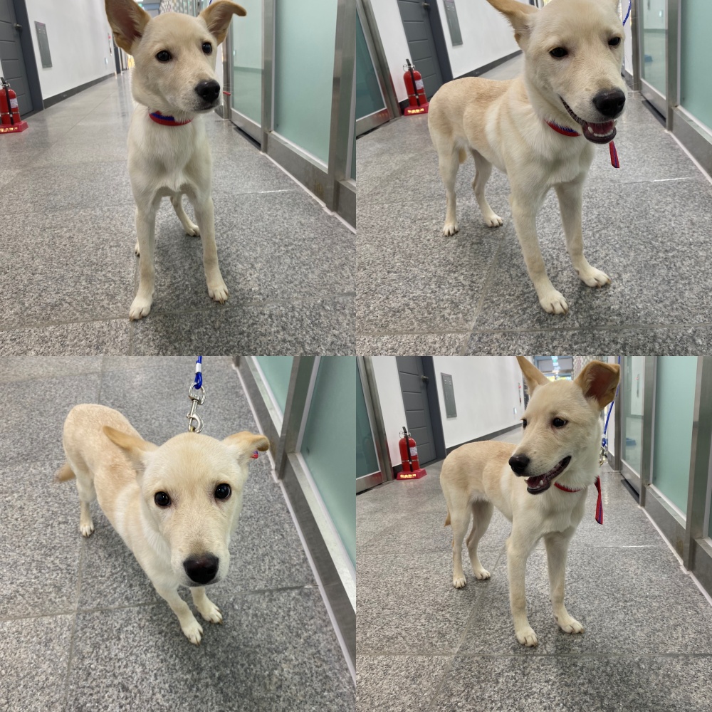 구미시 동물보호센터_447508202501549