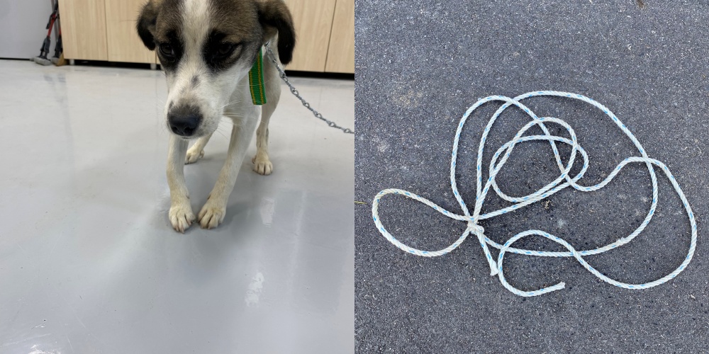 보호중 믹스견의 가…