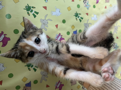 보호중 믹스묘의 가…