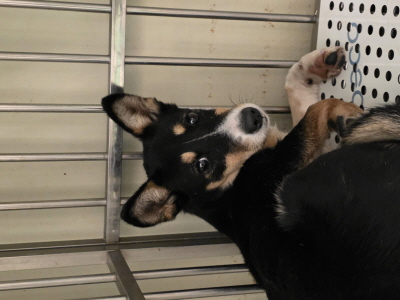 보호중 믹스견의 가…